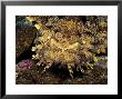 Banded Wobbegong Sharks, Australia by David B. Fleetham Limited Edition Pricing Art Print