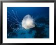 Jellyfish, Palau, Micronesia by David B. Fleetham Limited Edition Print