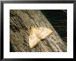 Mother Of Pearl Moth, Imago At Rest, Eakring, Uk by David Fox Limited Edition Print