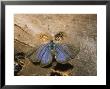 African Grass Blue Butterfly, Imago At Rest, Fuerteventura, Canary Isles by David Fox Limited Edition Print