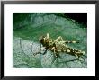 Migratory Locust, Nymph by Harry Fox Limited Edition Pricing Art Print