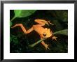 Golden Toad, Male In Spawning Pool, Costa Rica by Michael Fogden Limited Edition Print
