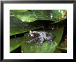 Crowned Frog, Male In Rain, Caribbean Slope Of Costa Rica by Michael Fogden Limited Edition Print