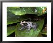 Crowned Frog, Male In Rain, Caribbean Slope Of Costa Rica by Michael Fogden Limited Edition Print