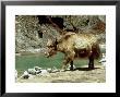 Domestic Yak, Khumbu Everest Region, Nepal by Paul Franklin Limited Edition Pricing Art Print