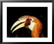Blyths Hornbill, Male, Papua New Guinea by Patricio Robles Gil Limited Edition Print
