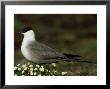 Long-Tailed Skua, Adult, Arctic by Patricio Robles Gil Limited Edition Print