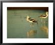 American Avocet, Pair, Mexico by Patricio Robles Gil Limited Edition Print