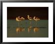 American Avocet, Group, Mexico by Patricio Robles Gil Limited Edition Print