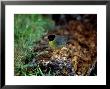 Spotted Nightingale-Thrust, Adult, Mexico by Patricio Robles Gil Limited Edition Pricing Art Print