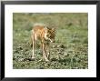 Abyssinian Wolf, Standing, Ethiopia by Patricio Robles Gil Limited Edition Print