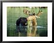 Moose, Bull In Water, Canada by Patricio Robles Gil Limited Edition Print