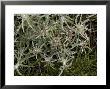 Marsh Cudweed, After Rain by Bob Gibbons Limited Edition Print
