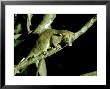 Bare Tailed Woolly Opossum, Brazil by Nick Gordon Limited Edition Print