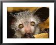 Aye-Aye, Youngster In Nestbox, Duke University Primate Center by David Haring Limited Edition Print