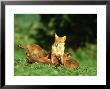 Red Fox, Cubs Suckling From Vixen, Uk by Mark Hamblin Limited Edition Print