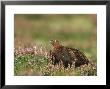 Red Grouse, Lagopus Lagopus Scoticus Male On Heather Uk by Mark Hamblin Limited Edition Print