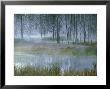 Dead Pines And Reeds In Mist, Firehole Lake Drive, Yellowstone National Park Wyoming, Usa by Mark Hamblin Limited Edition Pricing Art Print