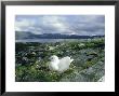 Common Gull, Larus Canus On Nest, Showing Habitat Argylls Hire by Mark Hamblin Limited Edition Pricing Art Print