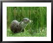 European Otter, Lutra Lutra Portrait On Riverbank by Mark Hamblin Limited Edition Pricing Art Print