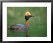 Slavonian Grebe, Podiceps Auritus Adult On Loch In Summer P Lumage, May, Scotland by Mark Hamblin Limited Edition Pricing Art Print