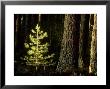 Scots Pine, Pinus Sylvestris Sapling, Sunlit, Jan Cairngorms National Park, Scotland by Mark Hamblin Limited Edition Print