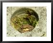 Common Toad, Sat In Hole In Stone, Uk by Mark Hamblin Limited Edition Print