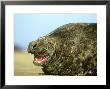 Atlantic Grey Seal, Vocalising by Mark Hamblin Limited Edition Pricing Art Print