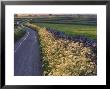 Country Lane, Derbyshire, England by Mark Hamblin Limited Edition Print