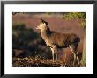 Red Deer, Youngster On Ridge, Autumn, Uk by Mark Hamblin Limited Edition Print