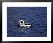 Long-Tailed Duck by Mark Hamblin Limited Edition Print
