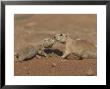 Black-Tailed Prairie Dog by Mark Hamblin Limited Edition Print