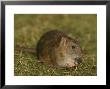 Common Rat by Mark Hamblin Limited Edition Pricing Art Print