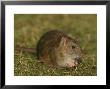 Common Rat by Mark Hamblin Limited Edition Print