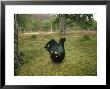 Capercaillie, Displaying In Habitat, Deeside by Mark Hamblin Limited Edition Print