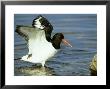 Oystercatcher, Wings Raised, Scotland by Mark Hamblin Limited Edition Print