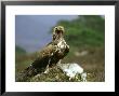 Golden Eagle, Feeding On Hare, Scotland by Mark Hamblin Limited Edition Print
