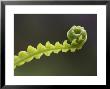 Hard Fern, Close-Up Of Of Fresh Green Frond, Norway by Mark Hamblin Limited Edition Print
