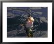 Cod Fishing, Norway by Mark Hamblin Limited Edition Pricing Art Print