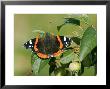 Red Admiral On Crab Apple Leaf, Scotland by Mark Hamblin Limited Edition Pricing Art Print