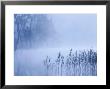 Reed Fringed Loch In Dawn Light, Strathspey, Scotland by Mark Hamblin Limited Edition Print