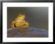 Common Toad, Adult Sitting, Scotland by Mark Hamblin Limited Edition Print