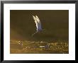 Arctic Tern, Adult In Flight In Late Evening Light Over Breeding Colony, Iceland by Mark Hamblin Limited Edition Print