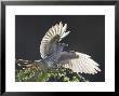 Cuckoo, Adult Male Alighting On Larch Branch With Light Shining Through Wings, Scotland by Mark Hamblin Limited Edition Print