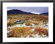 Dovrefjell National Park, Tundra In Autumn, Norway by Mark Hamblin Limited Edition Print