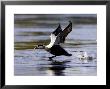 Eider, Adult Male Running Across Water Ready For Take Off, Norway by Mark Hamblin Limited Edition Pricing Art Print