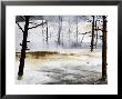 Dead Trees & Travertine Terraces, Yellowstone National Park, Usa by Mark Hamblin Limited Edition Print