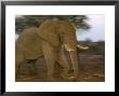 Elephant, Bull In Musth Walking In Veld At Dusk, Nothern Tuli Game Reserve, Botswana by Roger De La Harpe Limited Edition Print