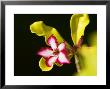 Impala Lily, South Africa by Roger De La Harpe Limited Edition Print