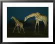 Giraffe, Cow And Calf In Veld At Twilight, Northern Tuli Game Reserve, Botswana by Roger De La Harpe Limited Edition Print